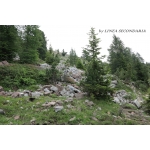 Ghiaione grigio - pezzatura grossa - per rocce e montagne